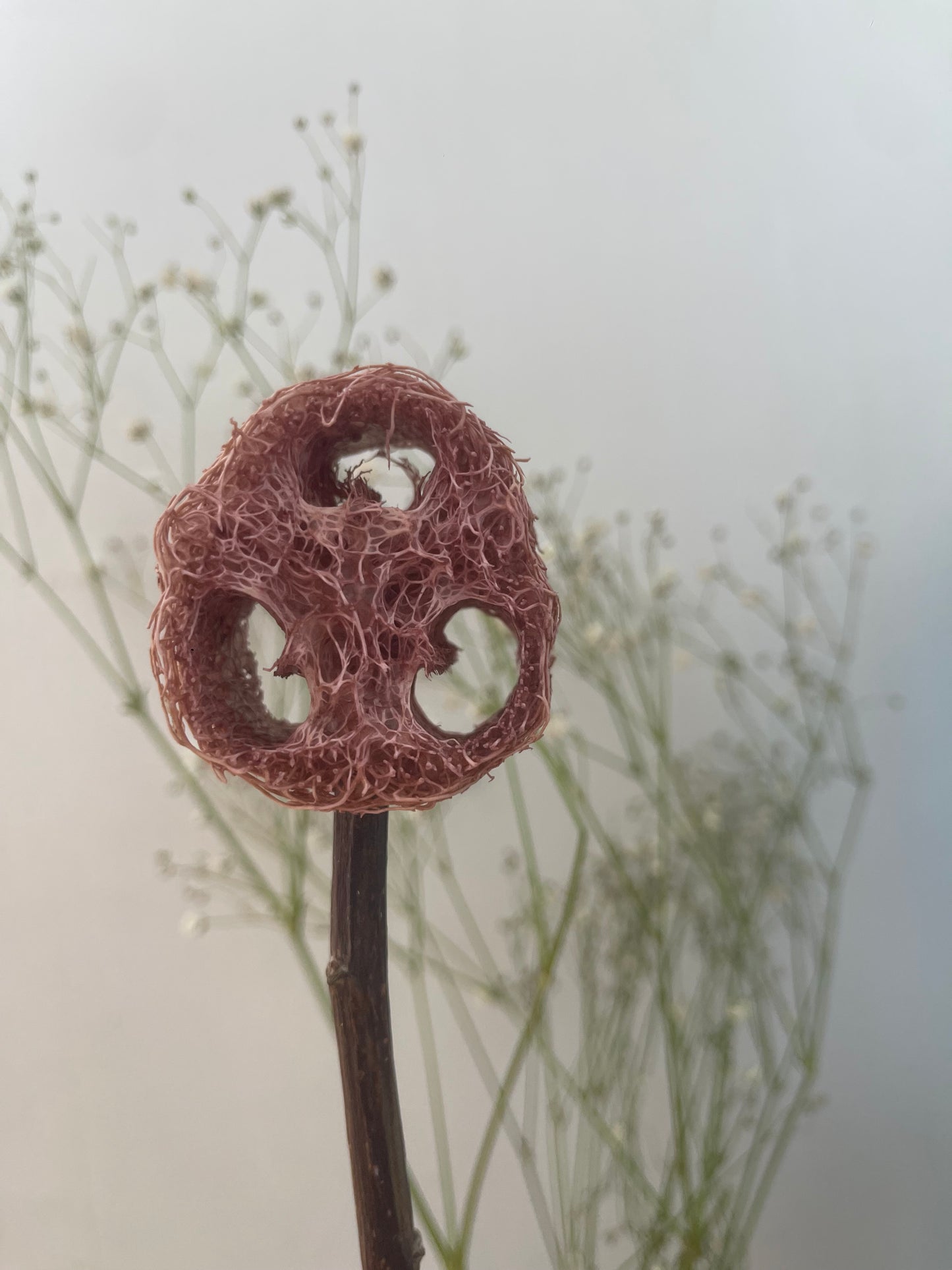 Natural Loofah Lollipops with Fruits/Vegetables/Flowers – No Dyes
