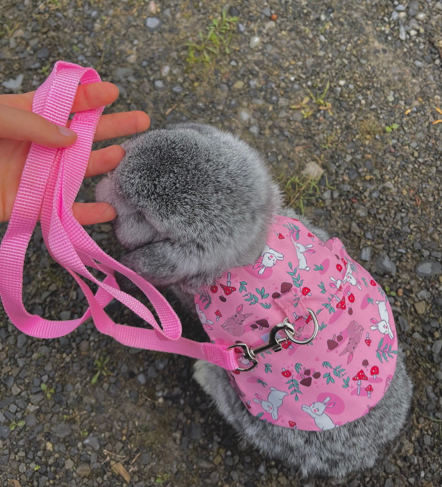 Bunny harness - walk in the forest