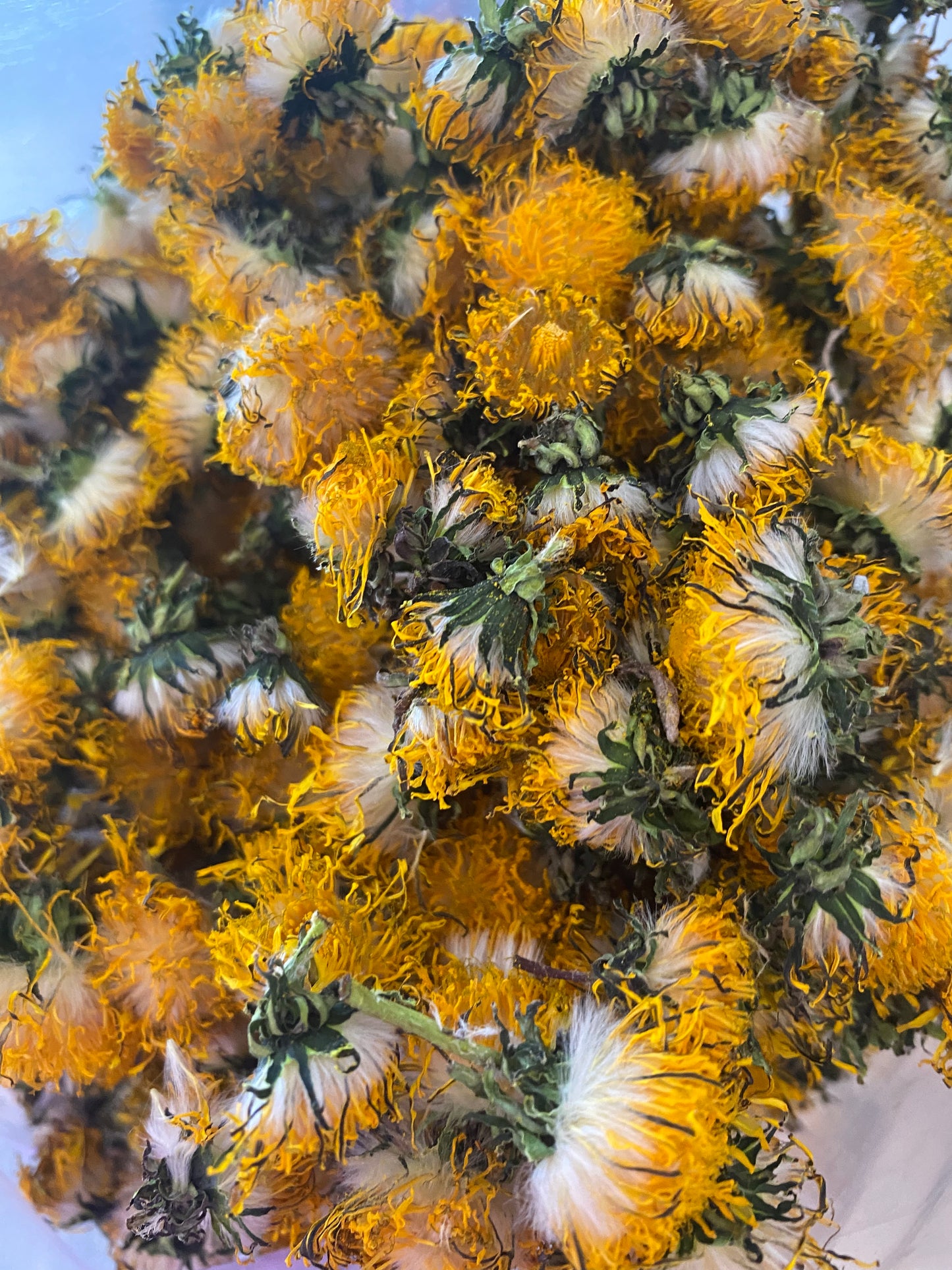 Dandelion flowers 100% natural - Product of Quebec