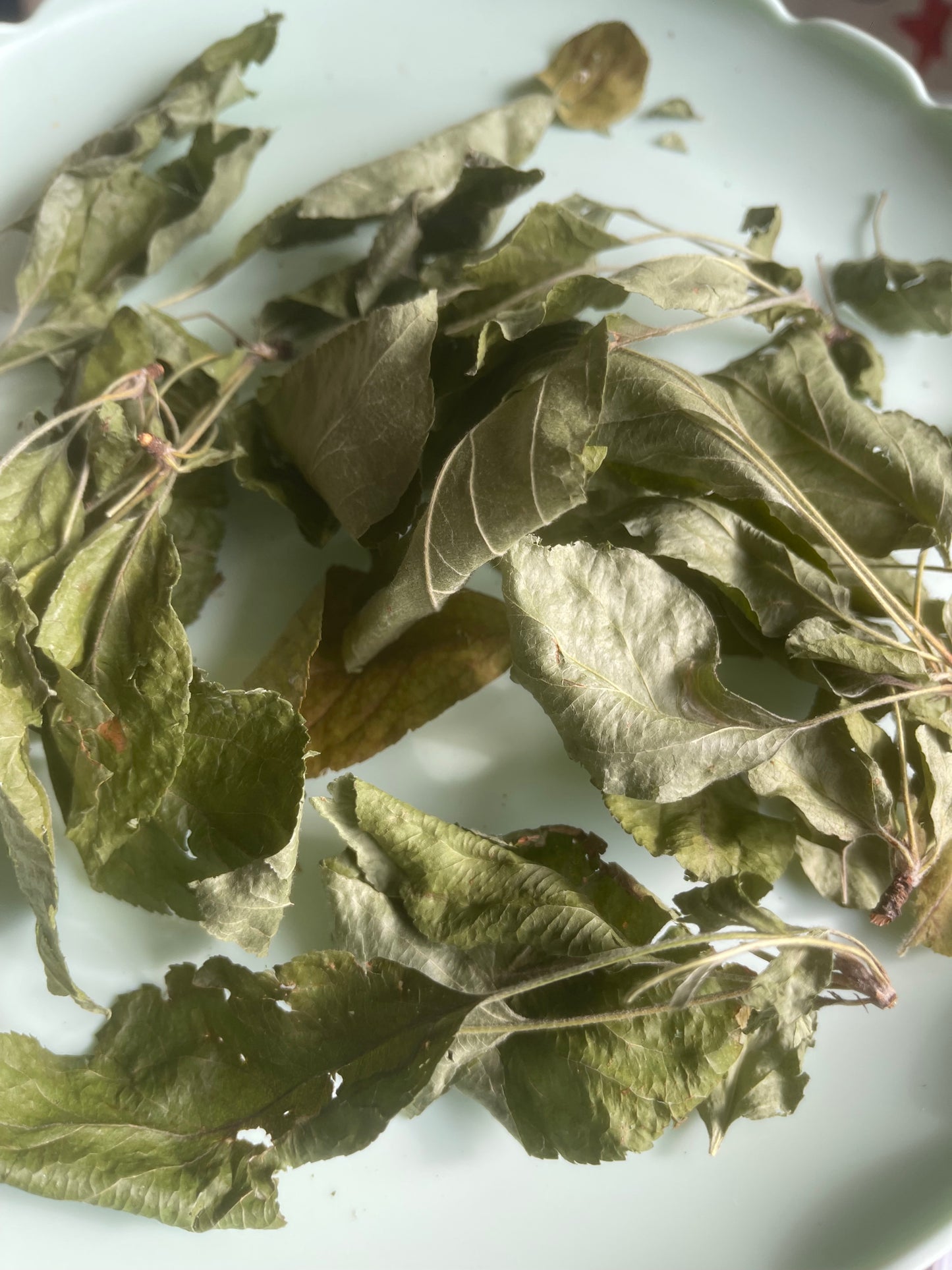 Feuilles de pommier 100% naturelles |Cueillies à la main au Québec