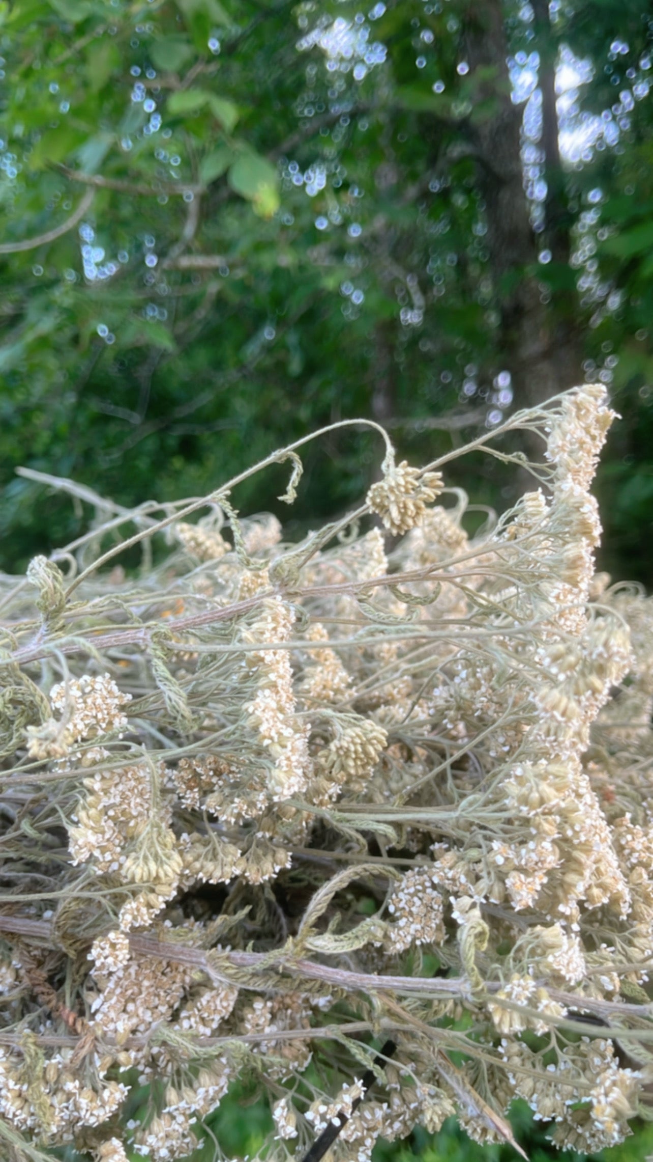 Fleurs d’achillée millefeuille 100 % naturelles | Cueillies au Québec