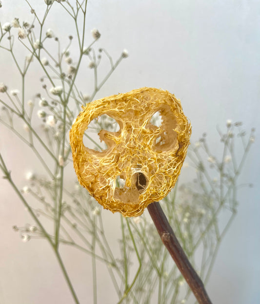 Sucettes de loofah GÉANT naturelles aux fruits/légumes/fleurs - aucun colorant