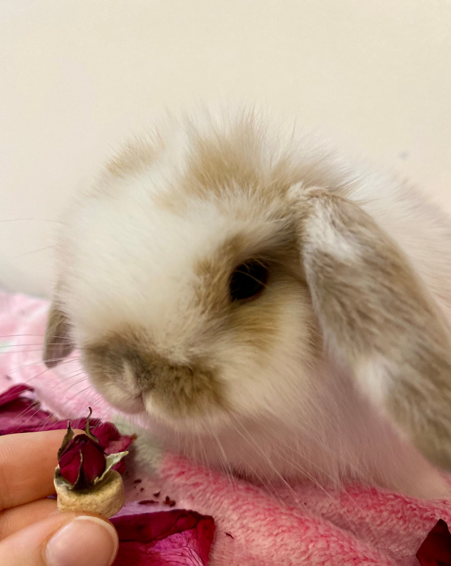 Beauty and the Beast Hearts