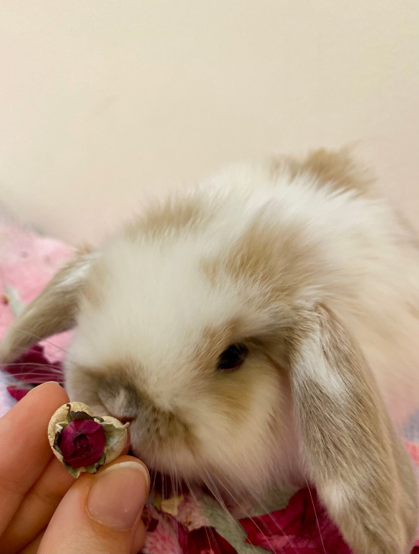 Beauty and the Beast Hearts