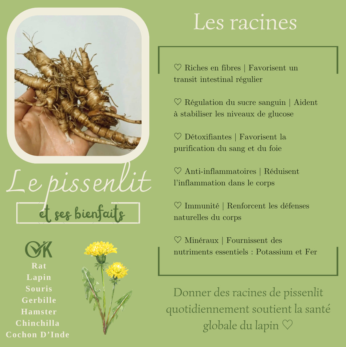 Racines de pissenlit 100% naturelles - Produit du Québec