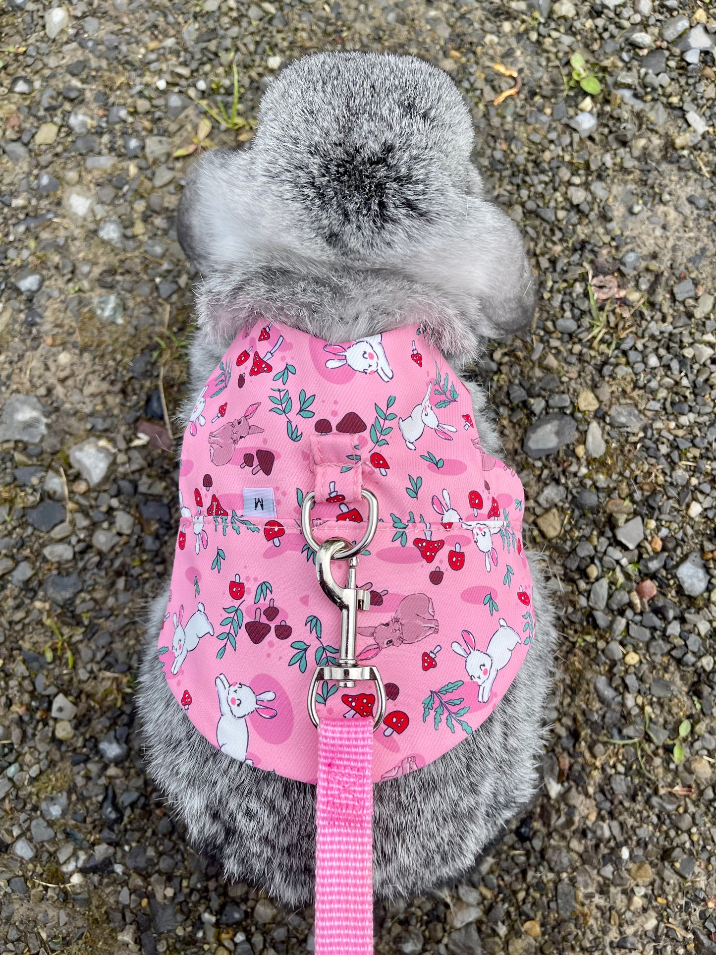 Bunny harness - walk in the forest