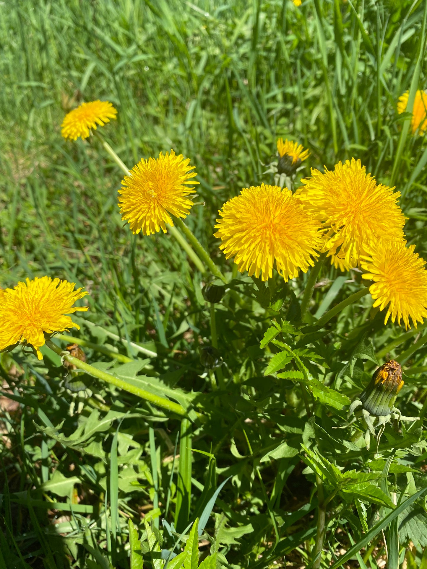 Dandelion flowers 100% natural - Product of Quebec