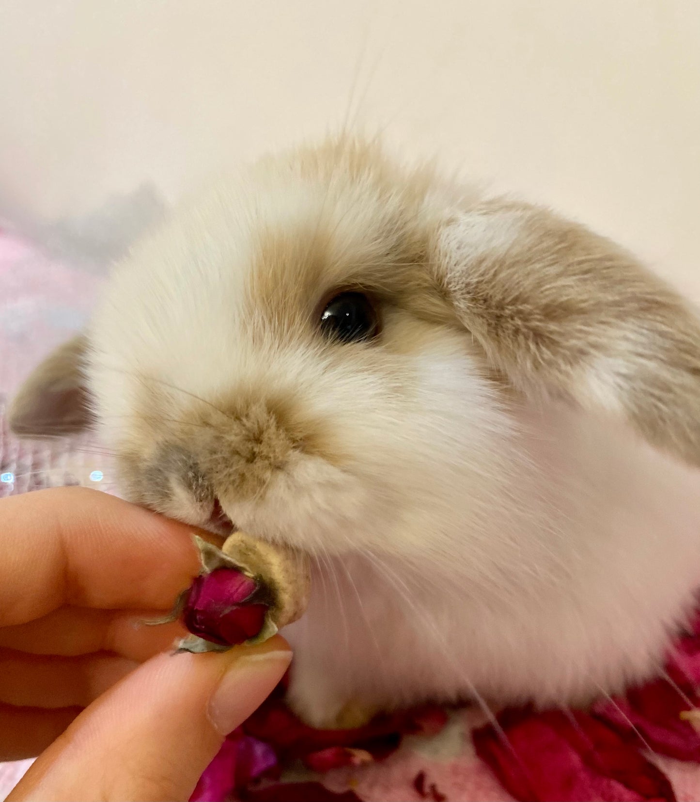 Beauty and the Beast Hearts