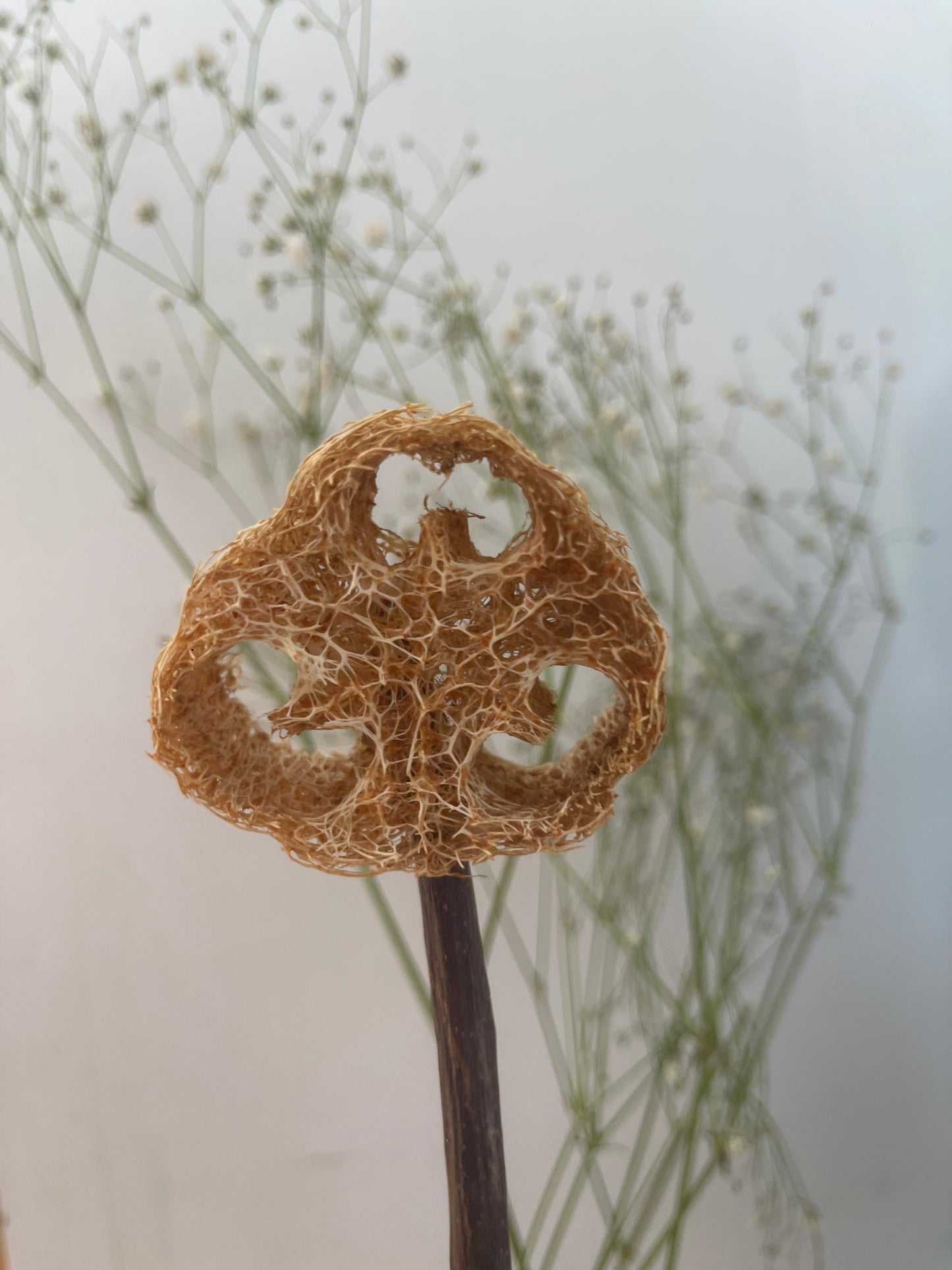 Natural Loofah Lollipops with Fruits/Vegetables/Flowers – No Dyes