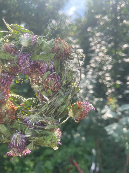 Anneau de trèfle rouge