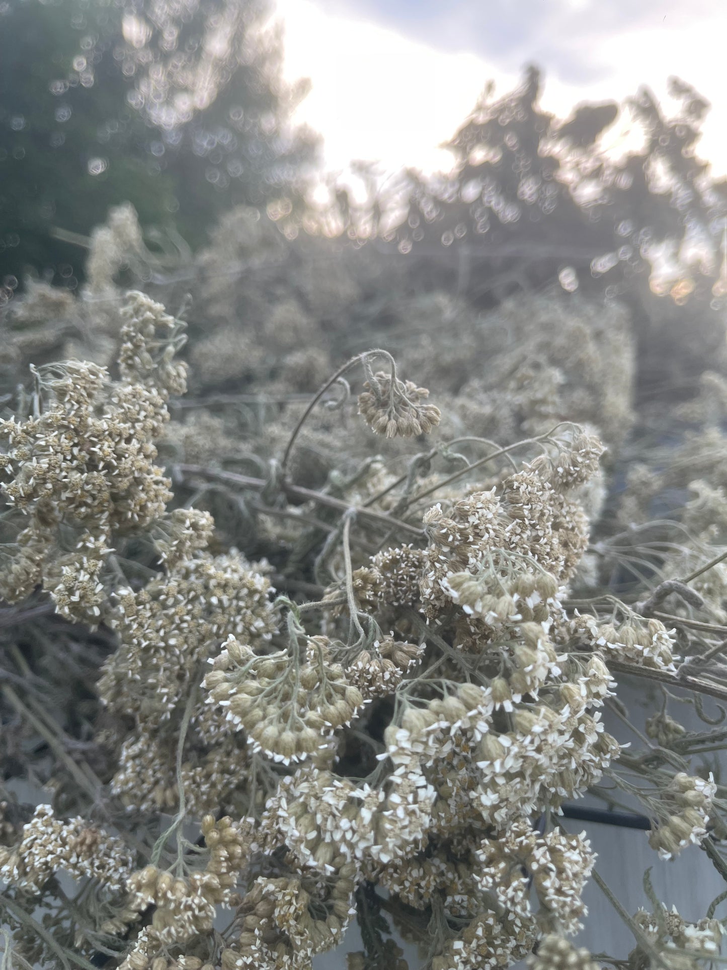 Fleurs d’achillée millefeuille 100 % naturelles | Cueillies au Québec
