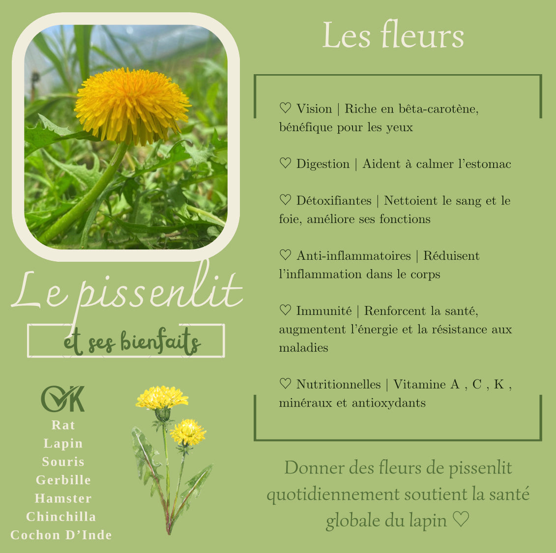 Dandelion flowers 100% natural - Product of Quebec