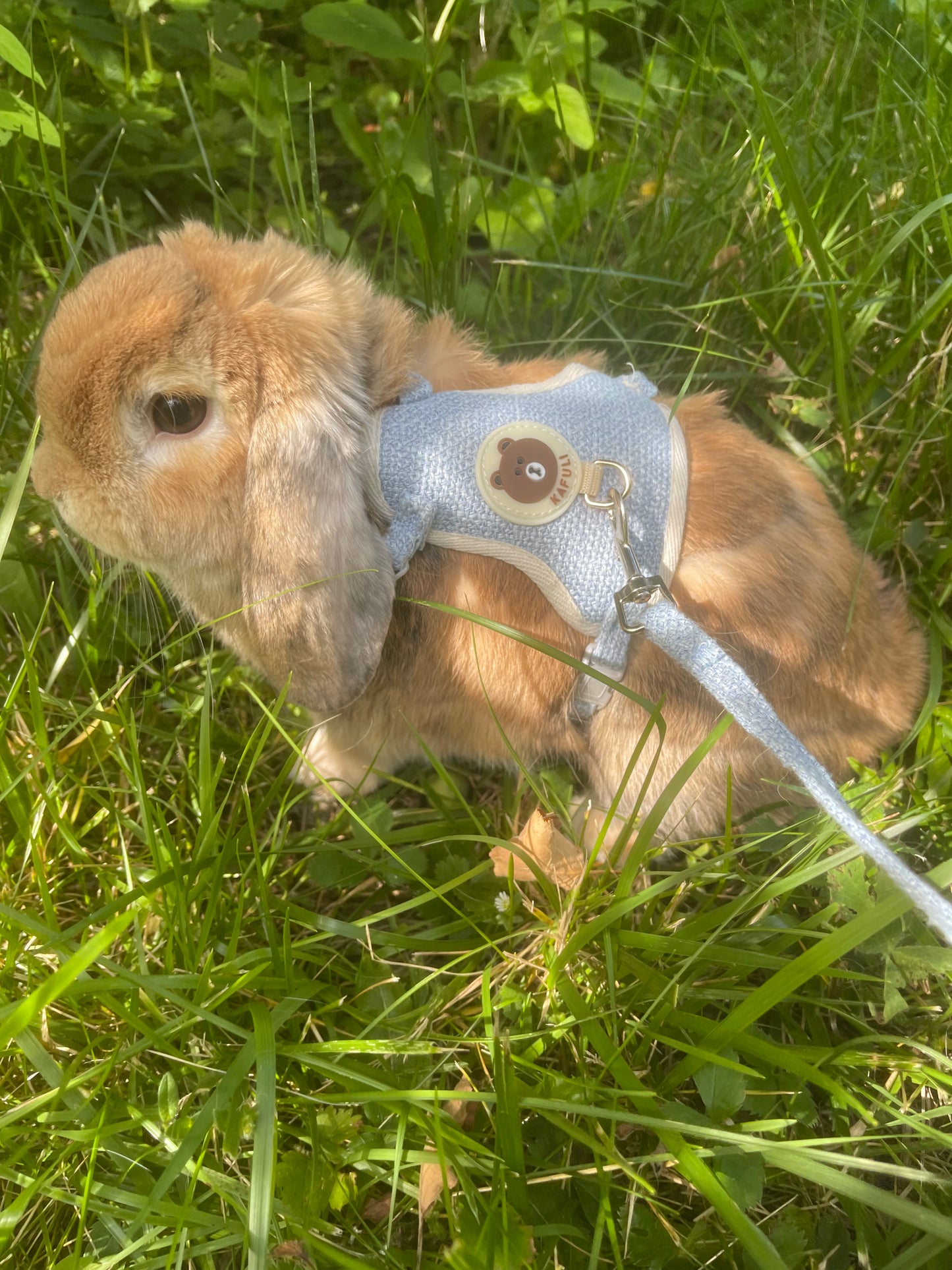 Rabbit harness