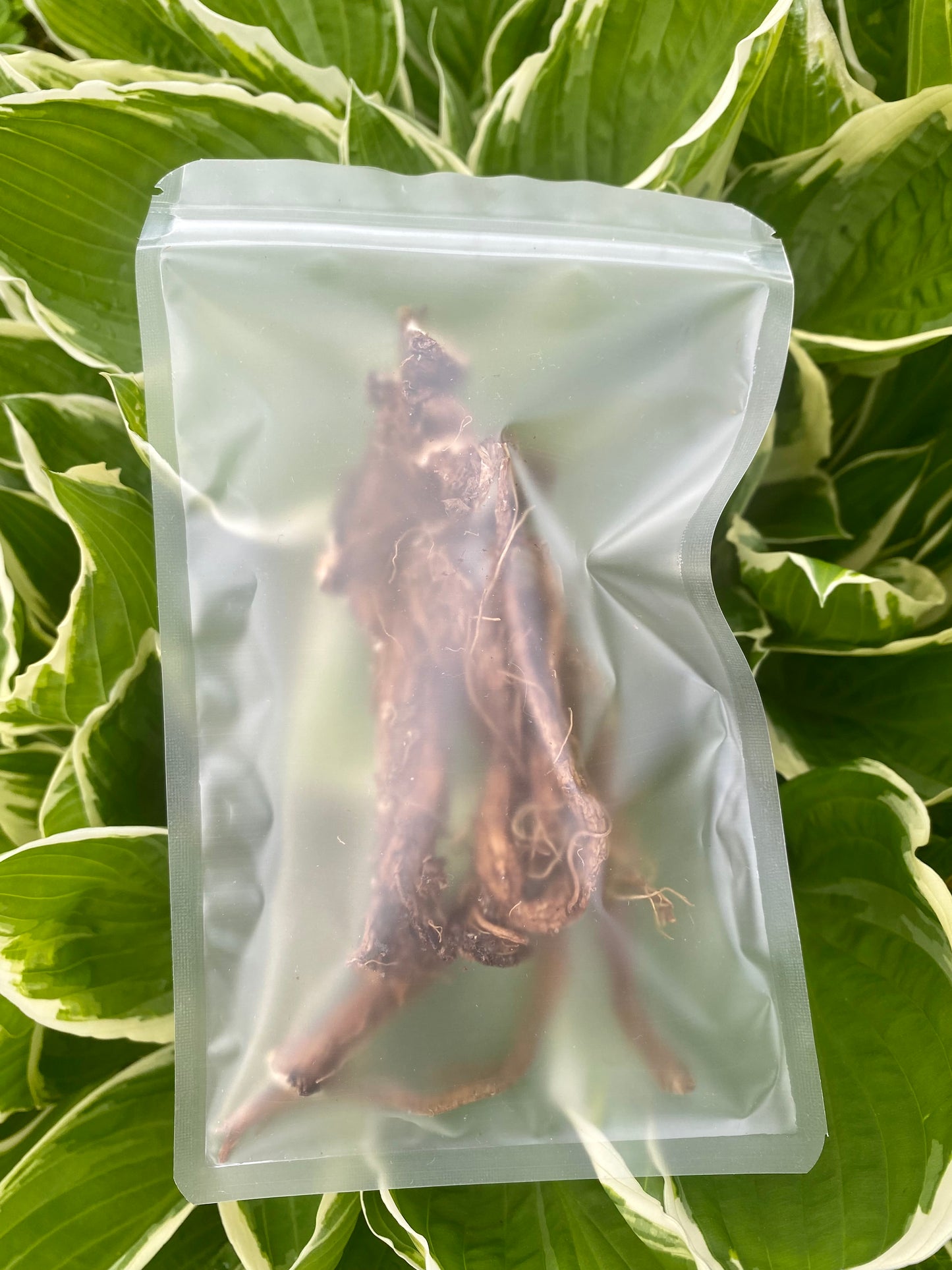 Racines de pissenlit 100% naturelles - Produit du Québec