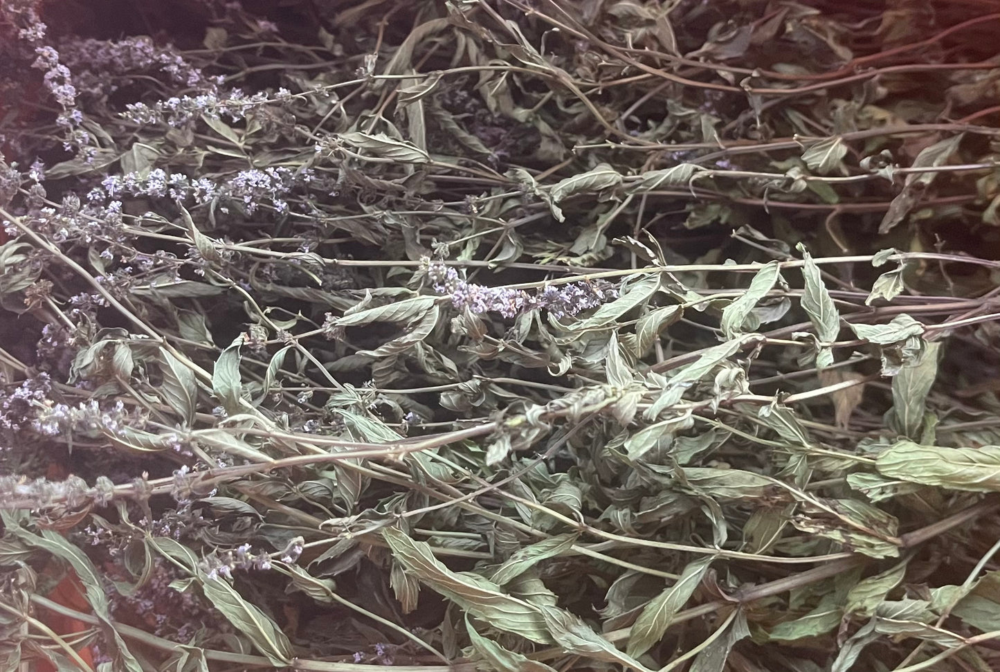 Menthe déshydratée - Produit du Québec