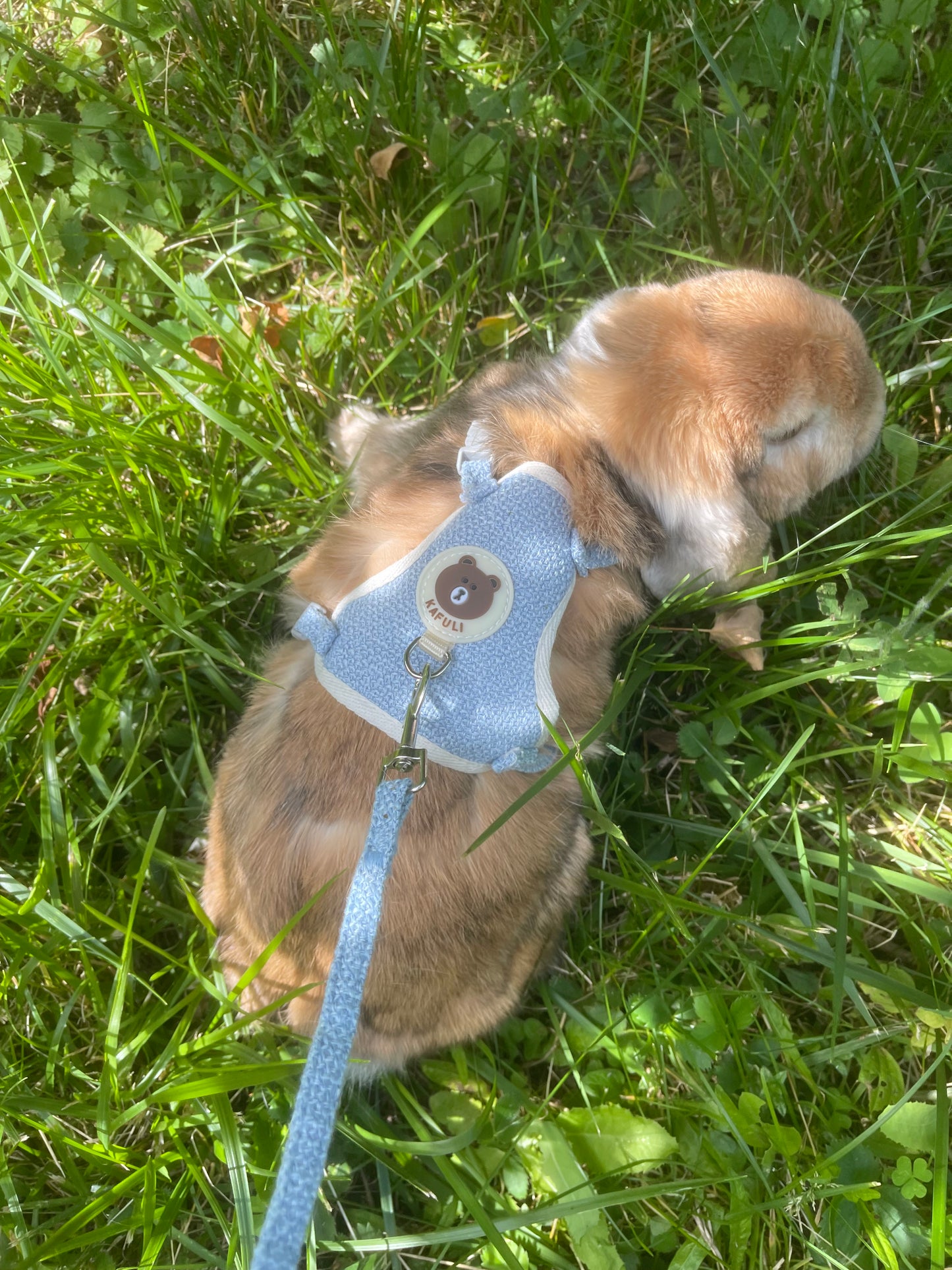 Rabbit harness