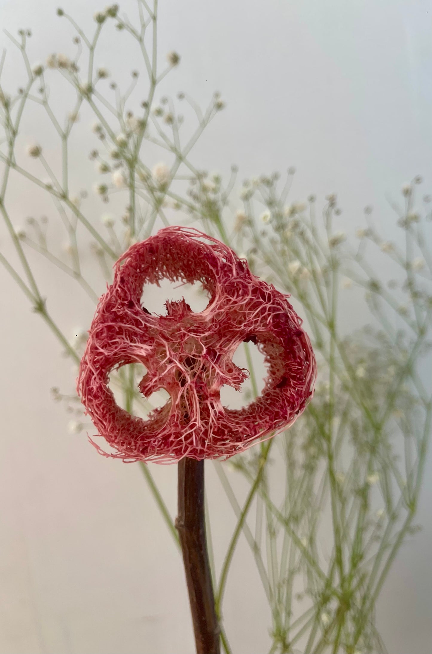 Natural Loofah Lollipops with Fruits/Vegetables/Flowers – No Dyes