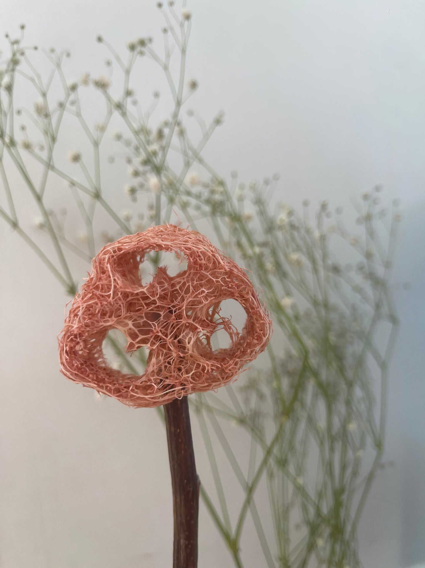Natural Loofah Lollipops with Fruits/Vegetables/Flowers – No Dyes