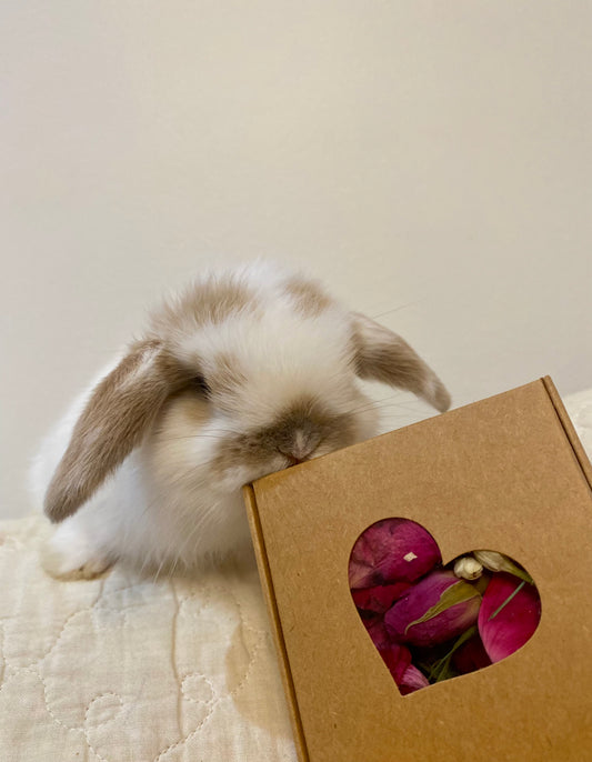 Au Cœur de Nature : Mélange Floral