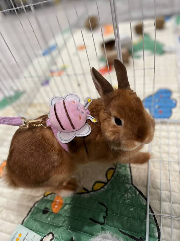 Adjustable Very Soft Bee Harness