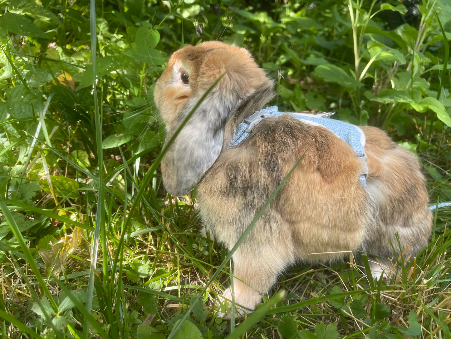 Rabbit harness