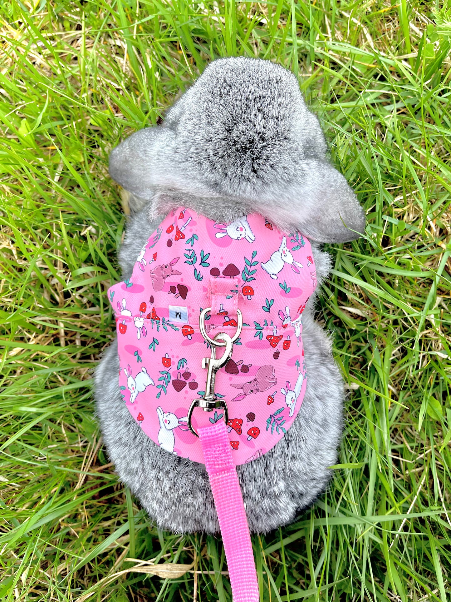 Bunny harness - walk in the forest