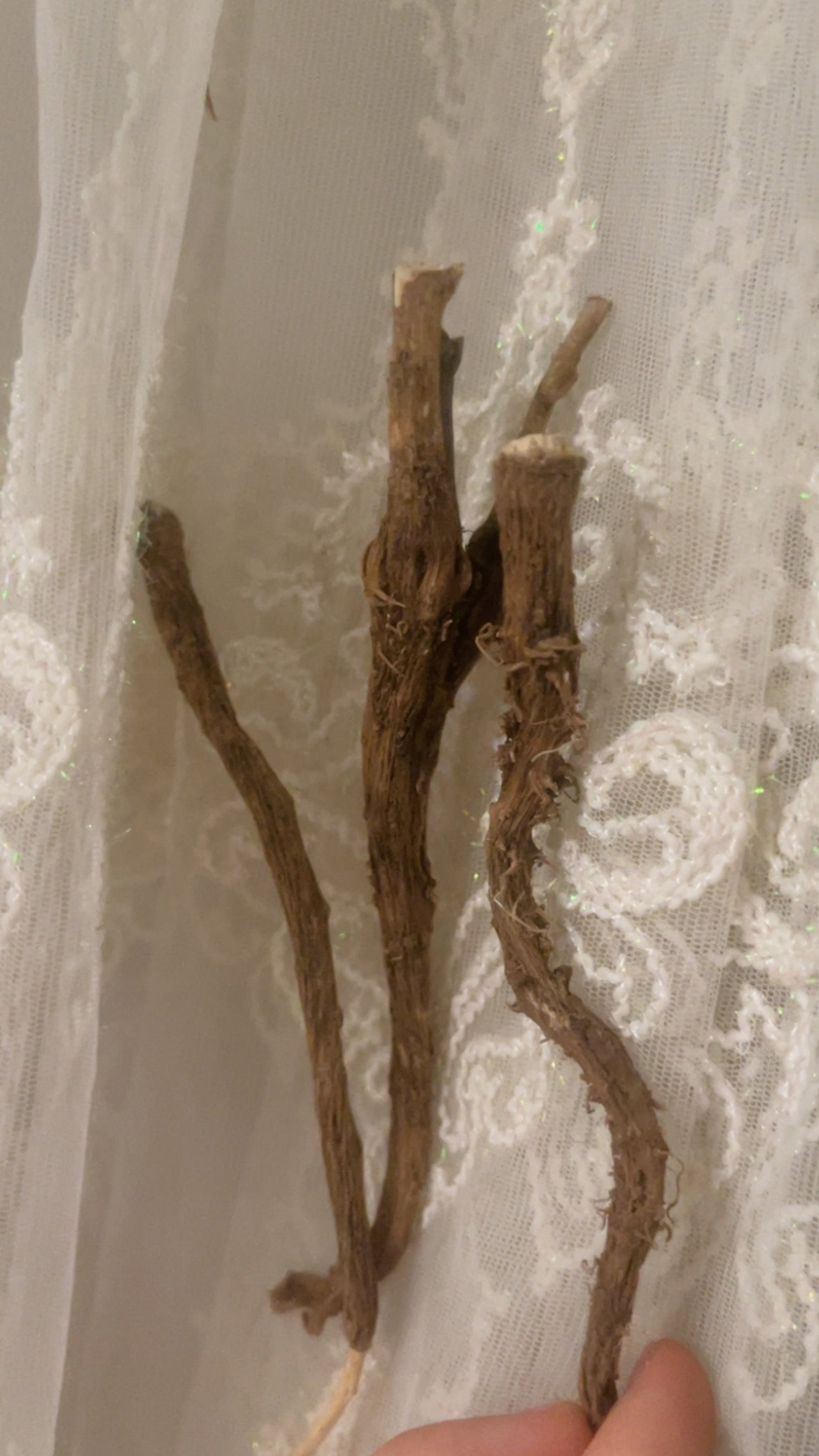 Racines de chicorée récoltées à la main