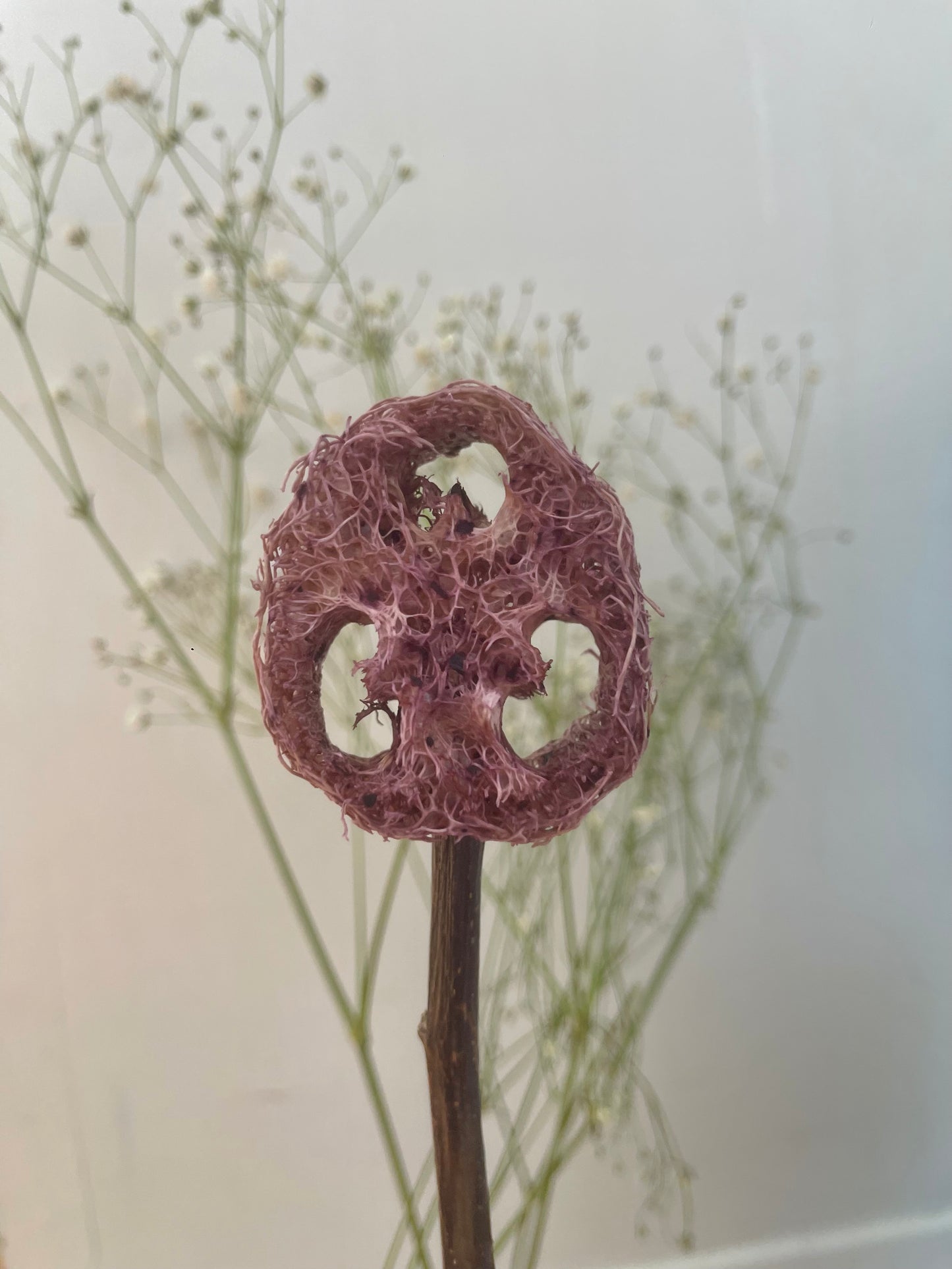 Natural Loofah Lollipops with Fruits/Vegetables/Flowers – No Dyes
