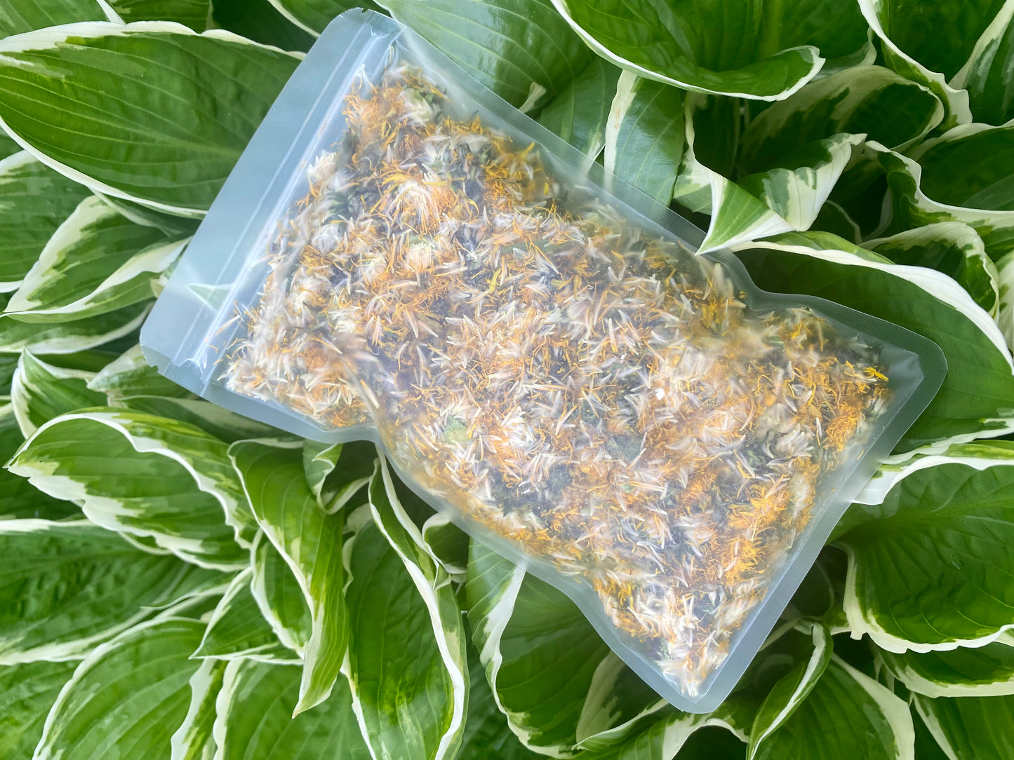 Dandelion flowers 100% natural - Product of Quebec