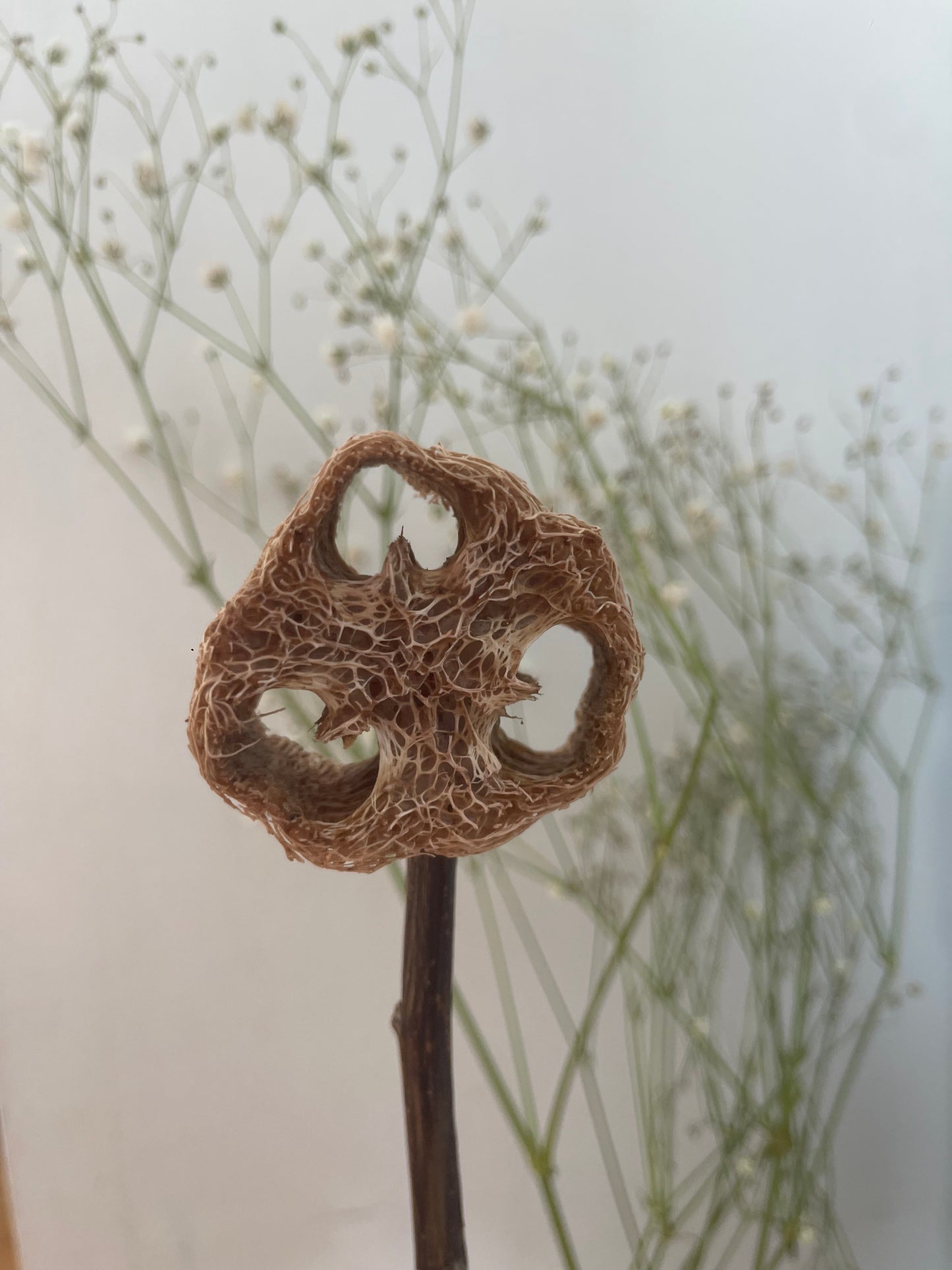 Natural Loofah Lollipops with Fruits/Vegetables/Flowers – No Dyes