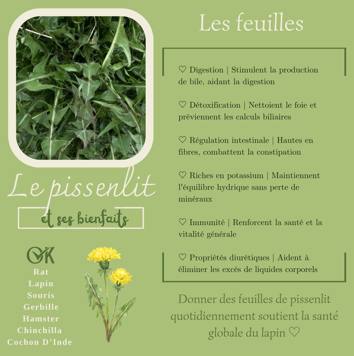 Feuilles de pissenlit déshydratées - Produit du Québec