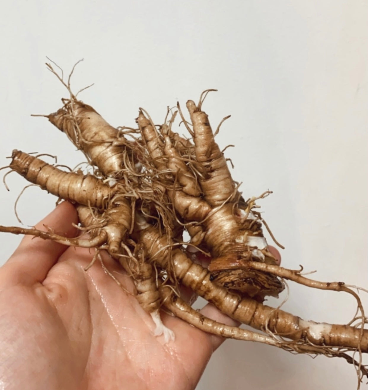 Racines de pissenlit 100% naturelles - Produit du Québec