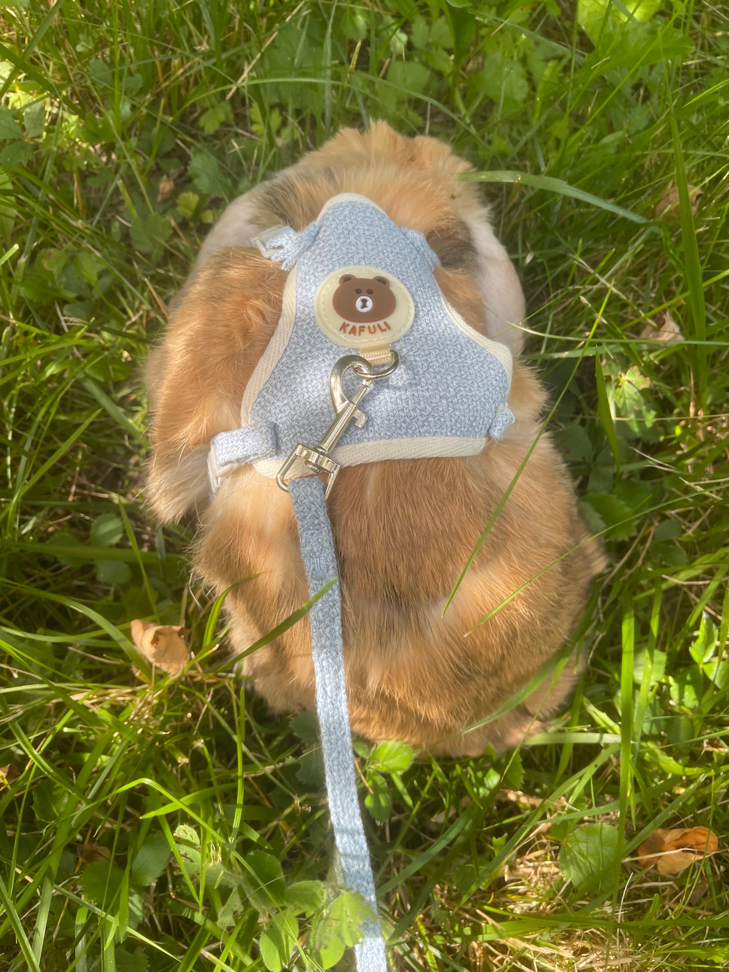 Rabbit harness