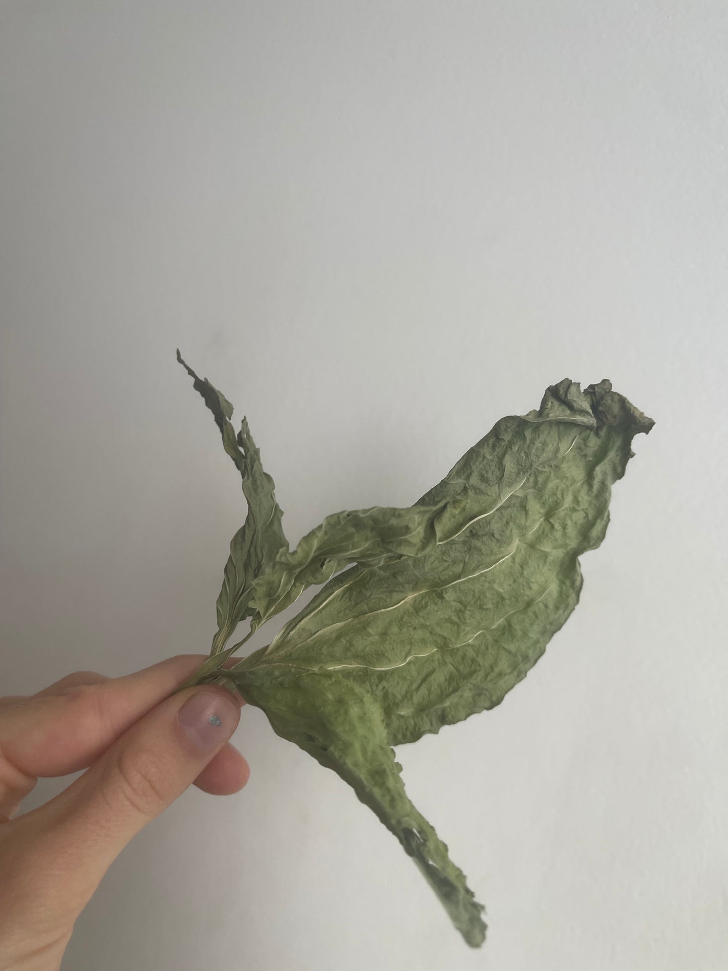 Plantain déshydraté - Produit du Québec