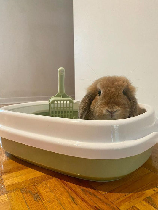 Litter box adapted for bunnies