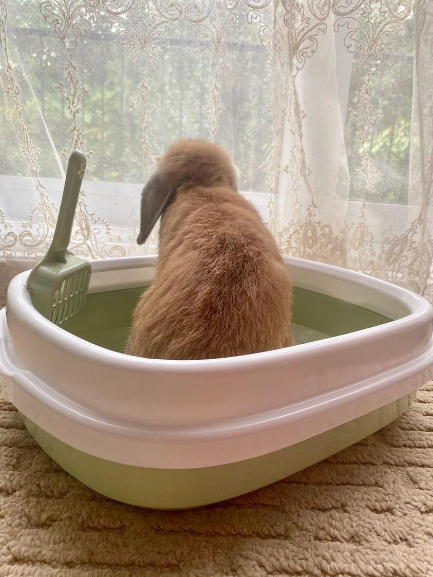 Bac à litière adapté pour lapin