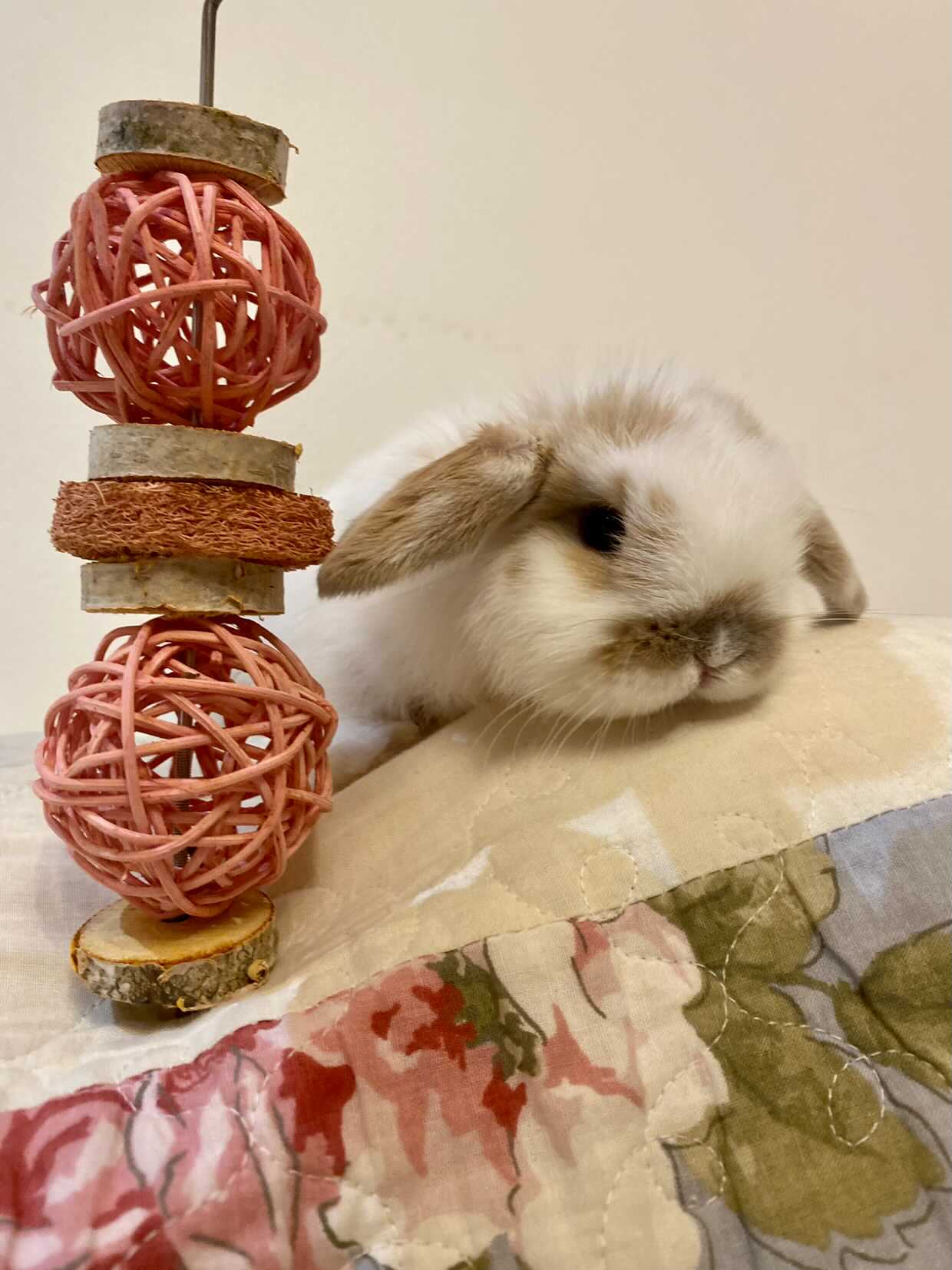 Le festin fruité