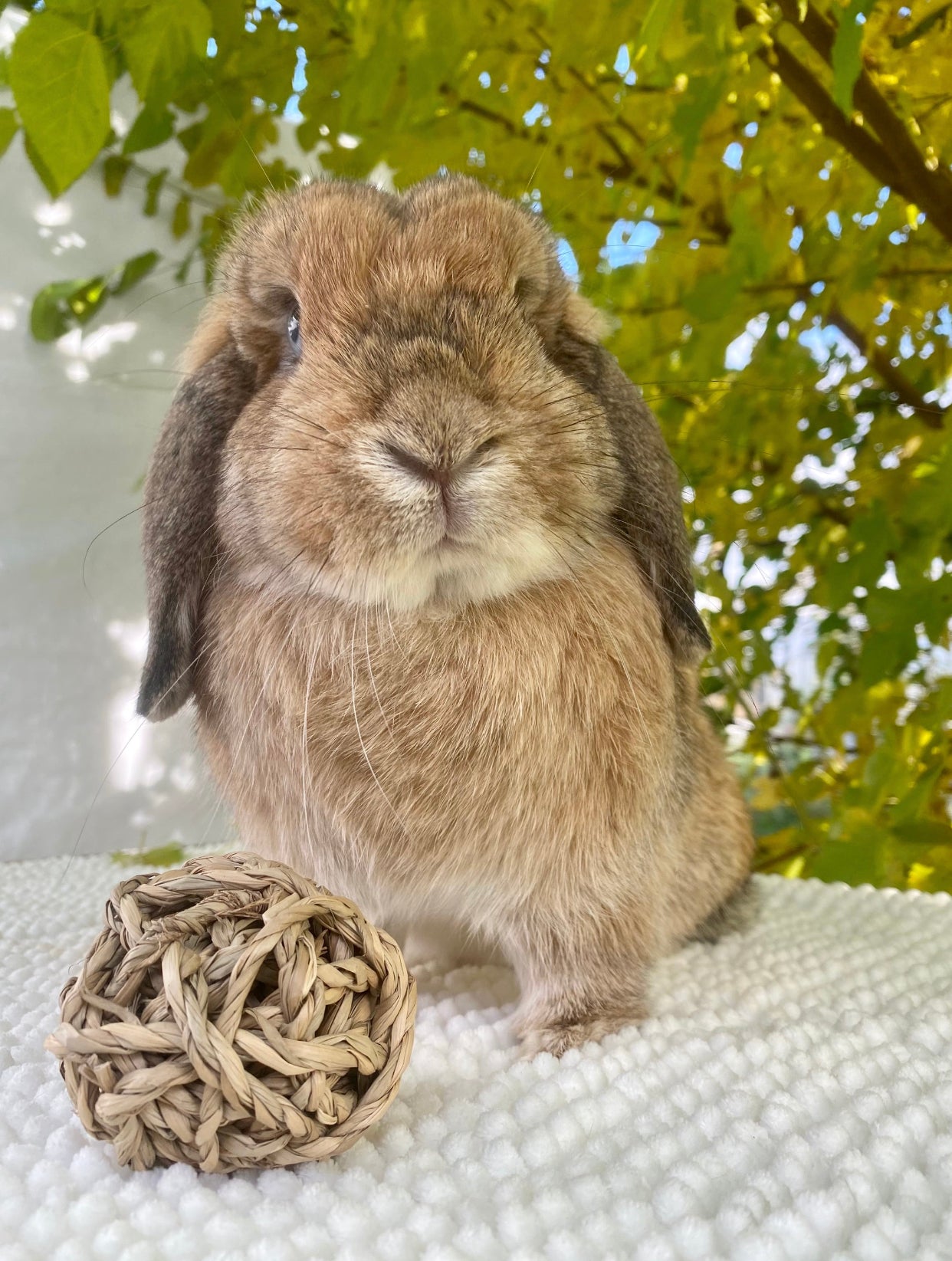 100% natural chew ball for bunny
