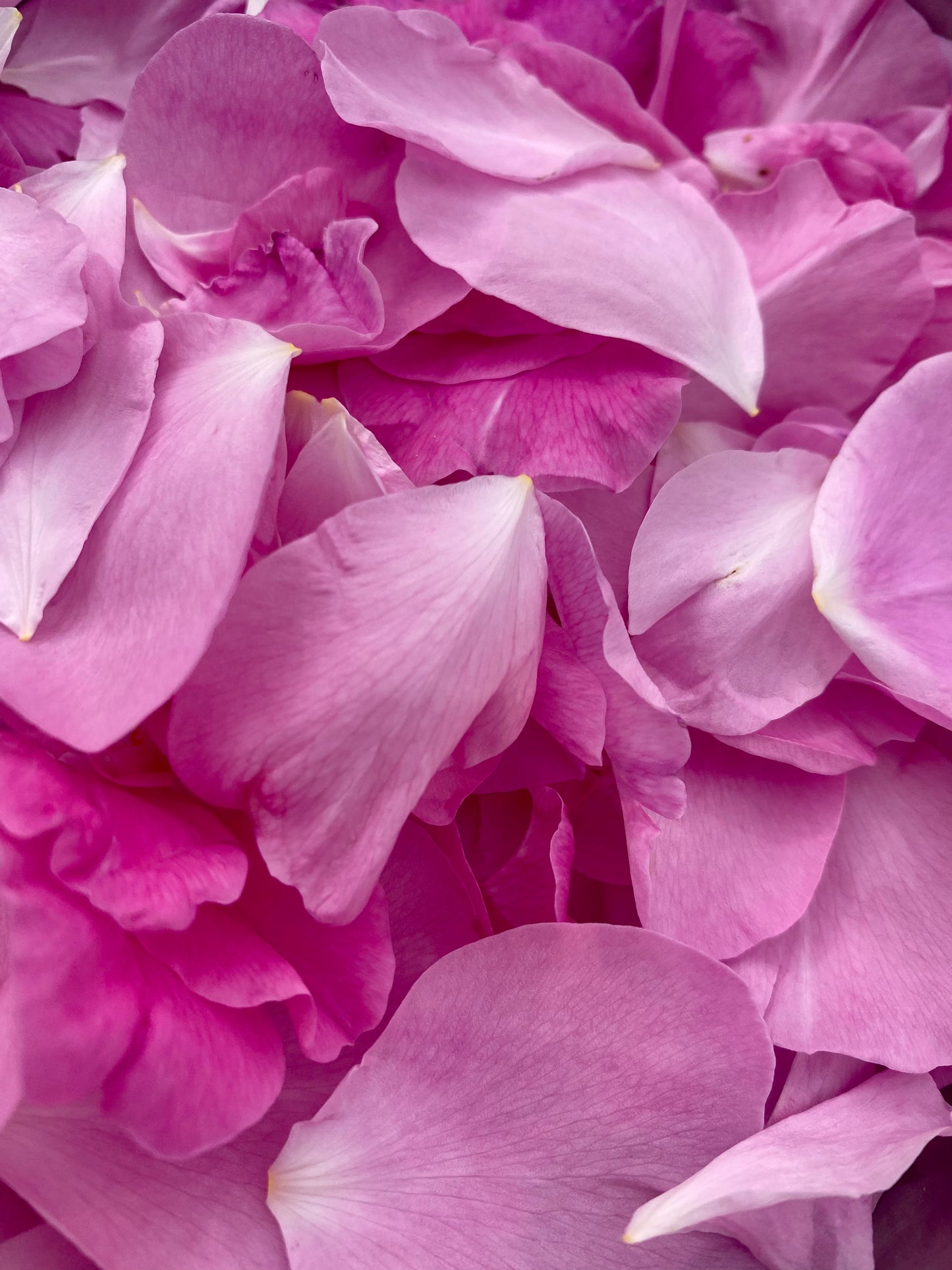 Dehydrated rose flowers 100% natural - Product of Quebec