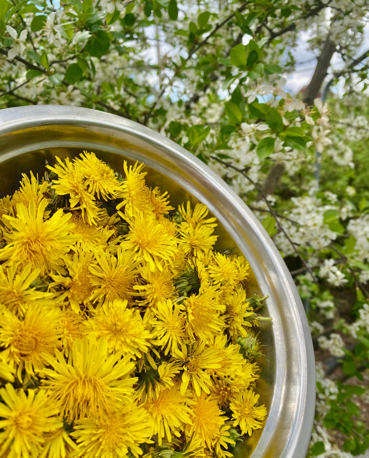 Dandelion flowers 100% natural - Product of Quebec