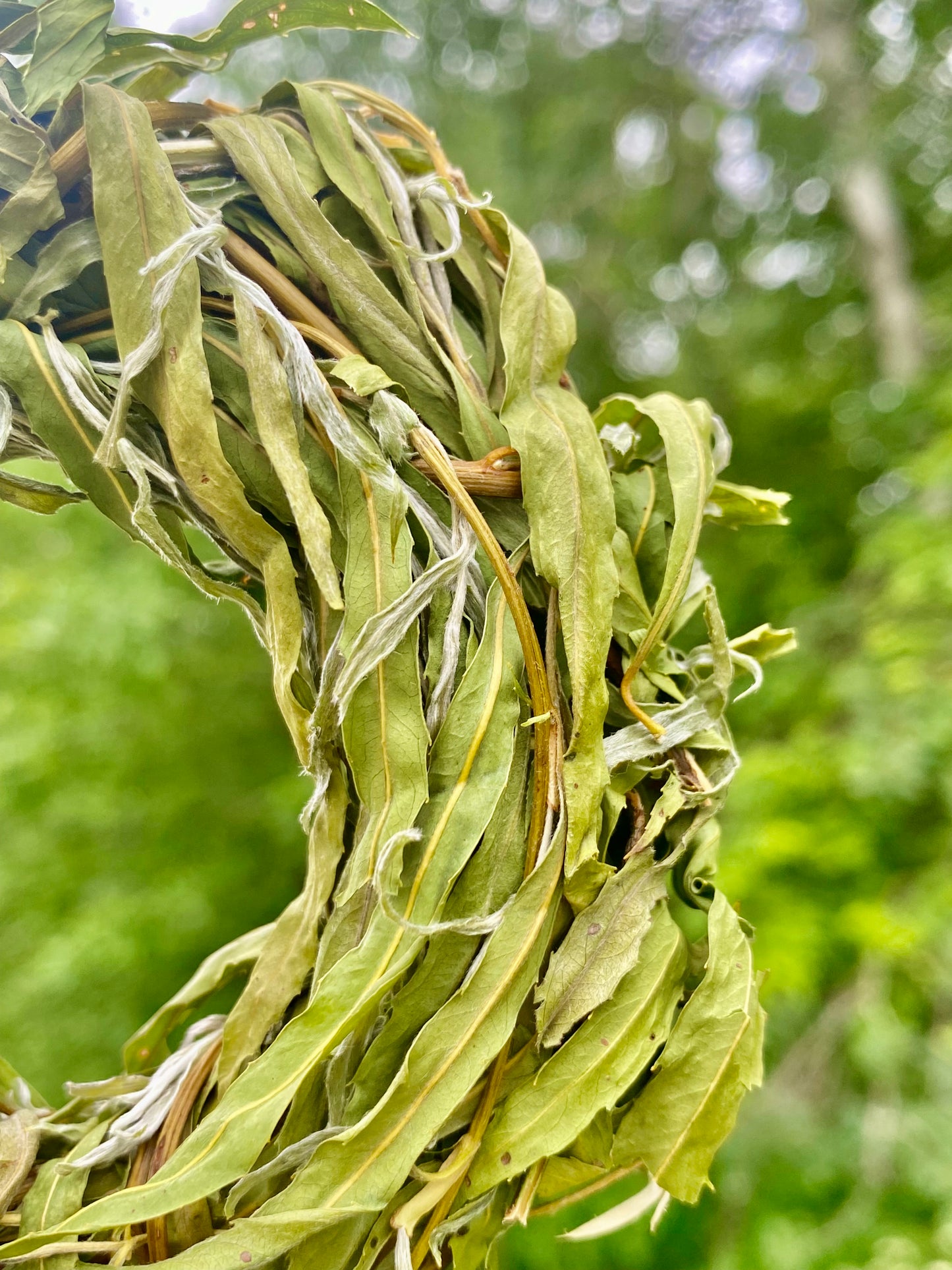 Handwoven willow ring