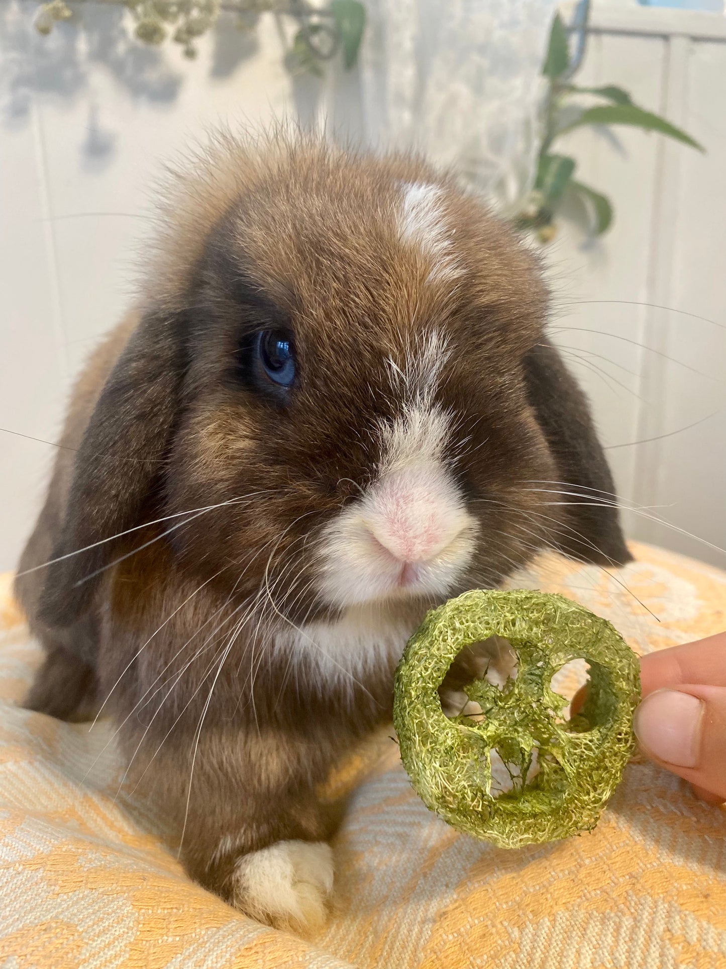 100% natural grass loofah