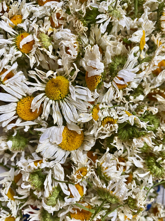 Daisies 100% natural - Product of Quebec