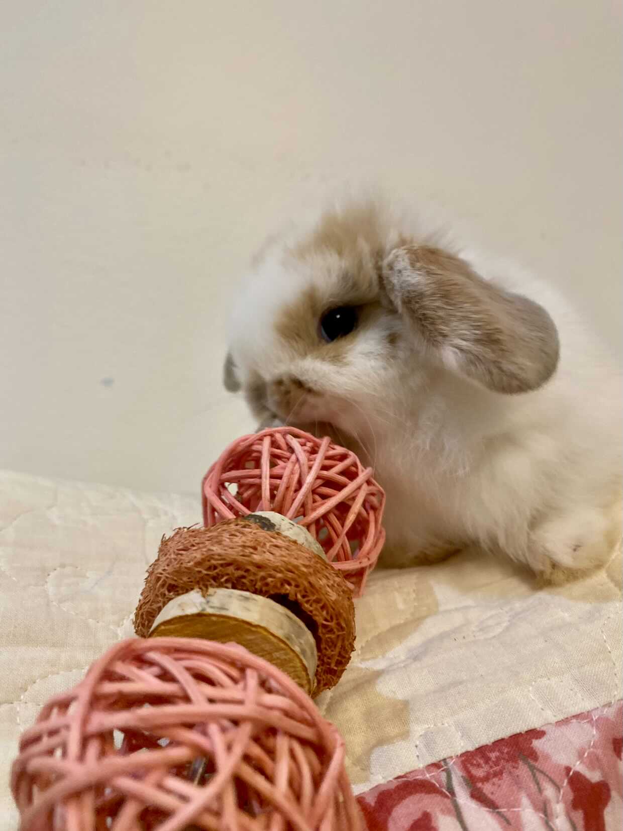 Le festin fruité