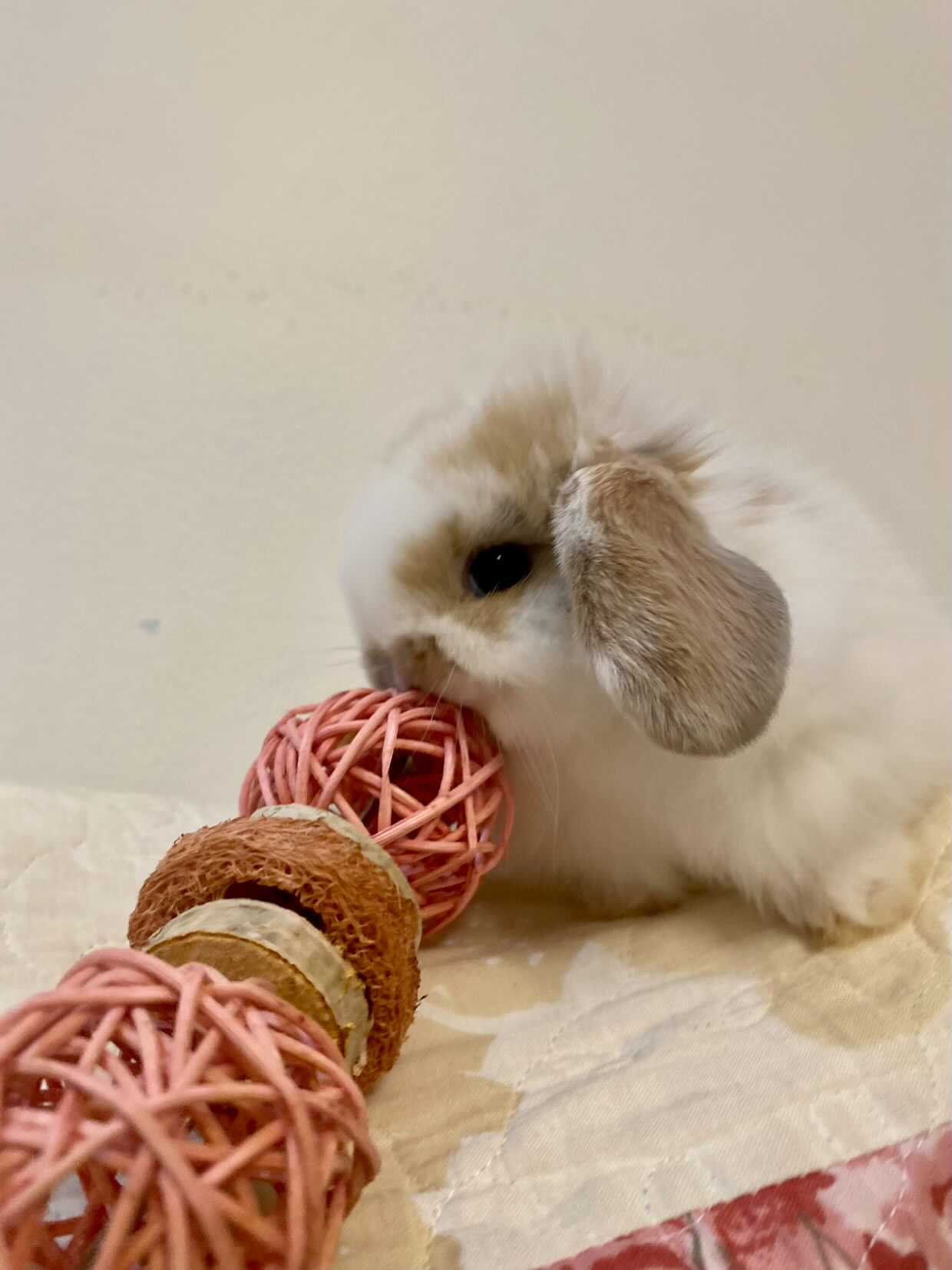Le festin fruité