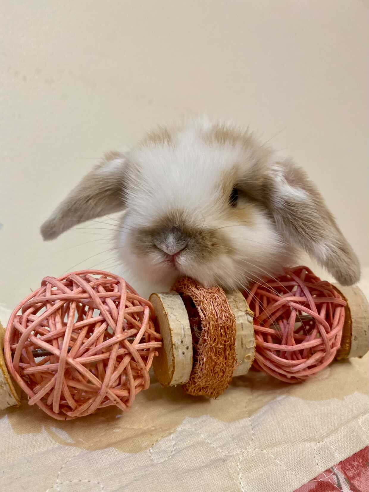Le festin fruité