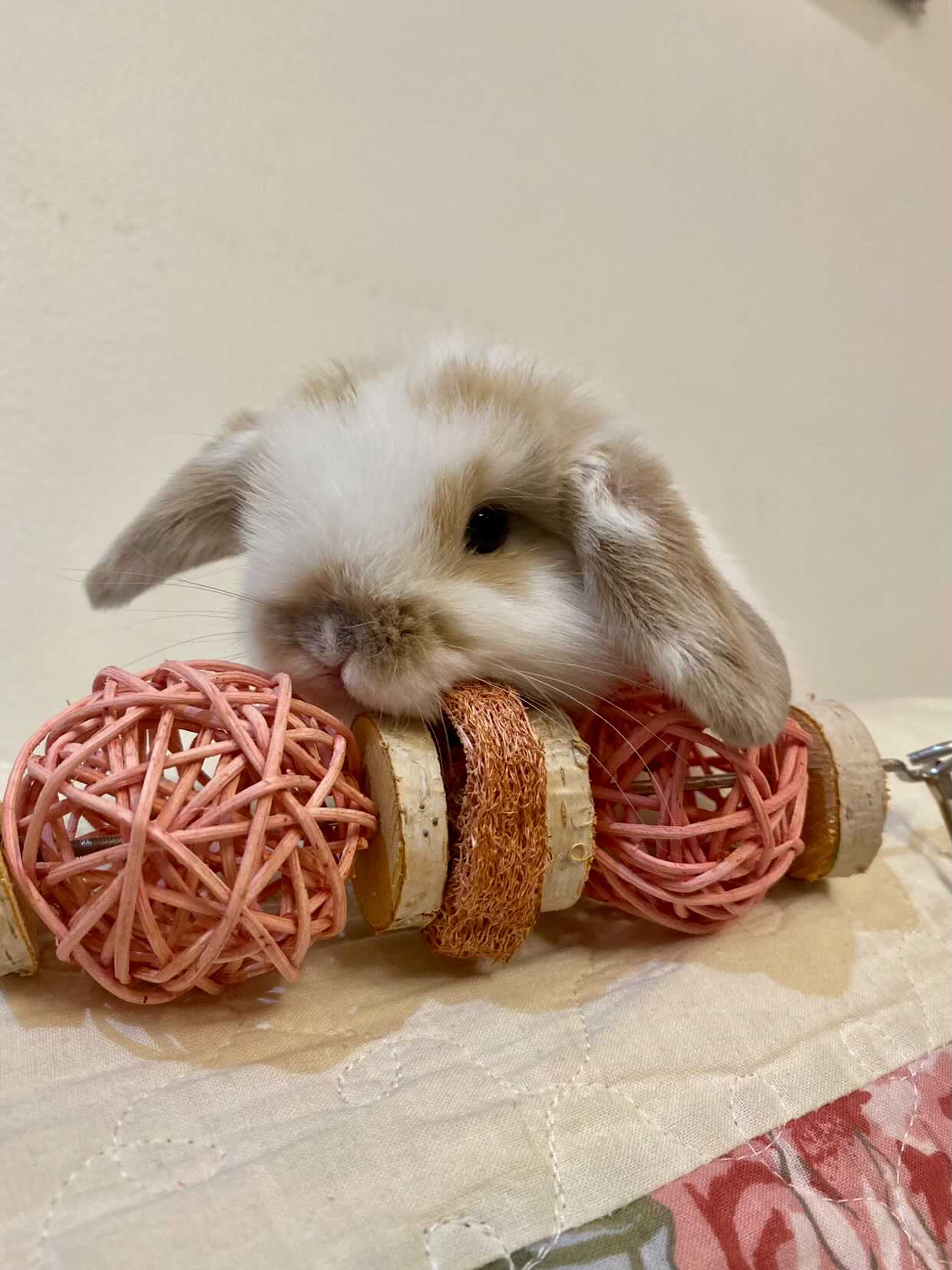 Le festin fruité