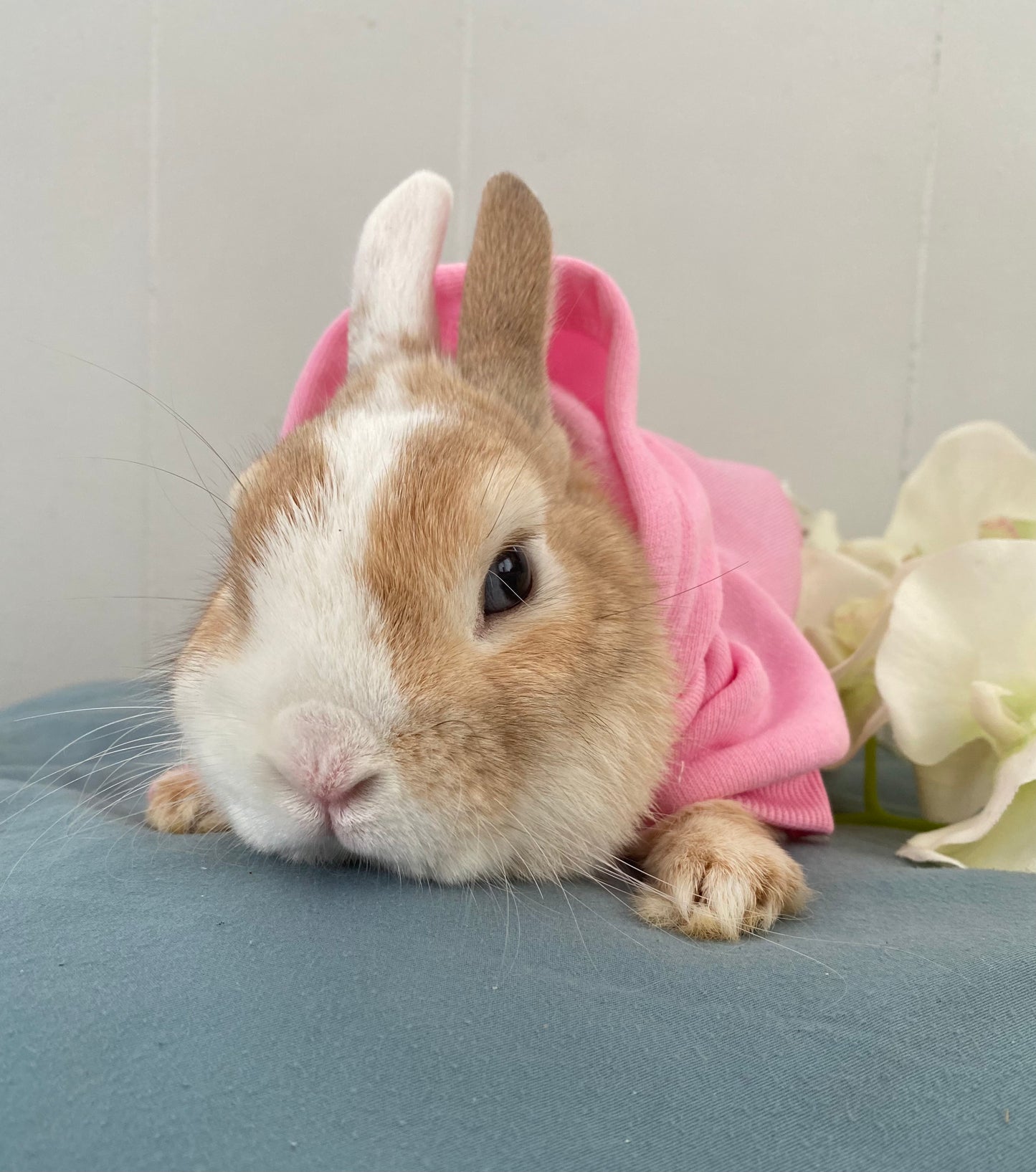 Trendy bunny hoodie