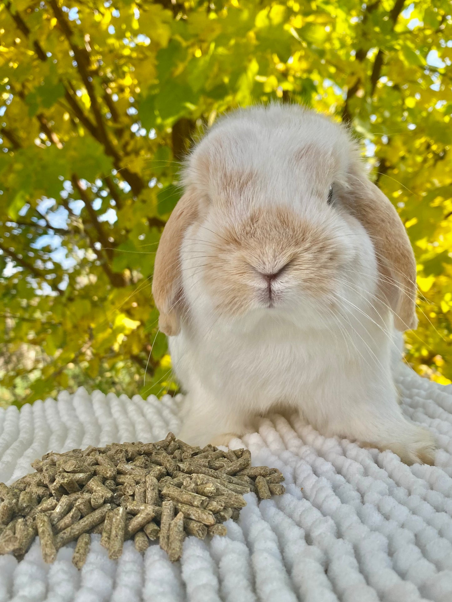 Rabbit pellets