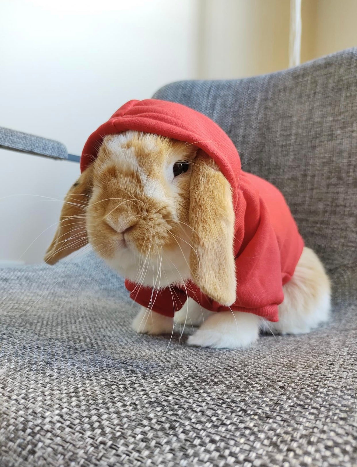 Trendy bunny hoodie